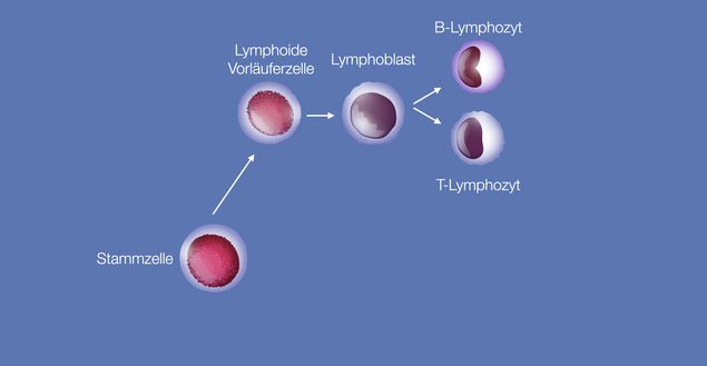 Schaubild wo B- und T-Lymphozyten eingeordnet sind