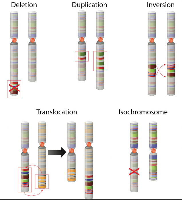 Bild von chromosomalen Veränderungen