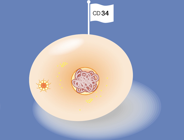 Bild einer Zelle mit dem Marker CD34