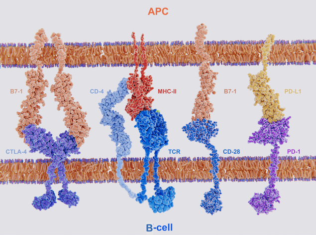 Oberflächenmoleküle B-Zellen
