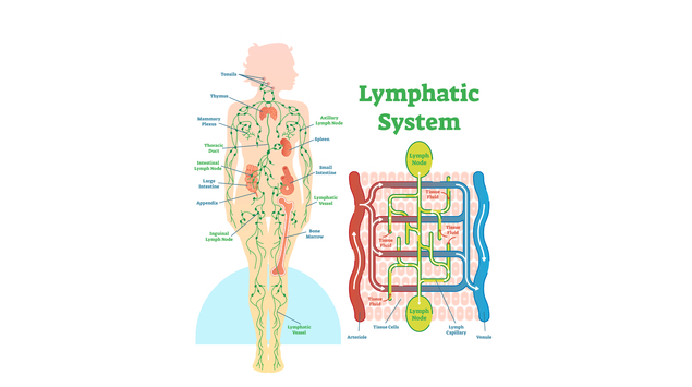Abbildung des Lymphsystems